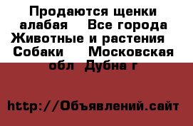 Продаются щенки алабая  - Все города Животные и растения » Собаки   . Московская обл.,Дубна г.